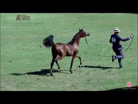 N.57 AA VICTORIA - 2020 PSAIAHF Al Khalediah Show - Yearling Fillies (Class 1D)