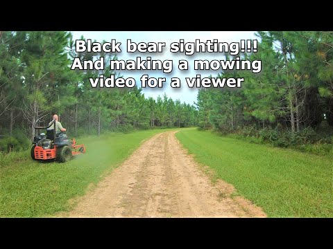 AVVISTAMENTO DI UN ORSO NERO! E falciatura per uno spettatore! #424