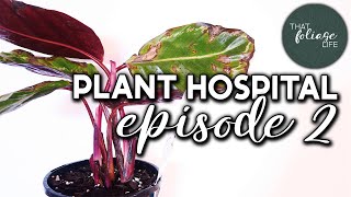 Calathea Jungle Rose (Houseplant Hospital Episode 2)