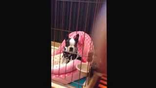 鍵盤ハーモニカを吹くと遠吠えする犬w