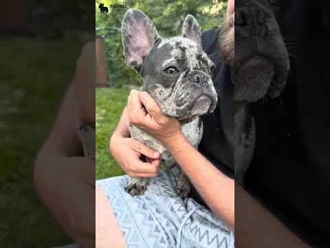 Video 4
