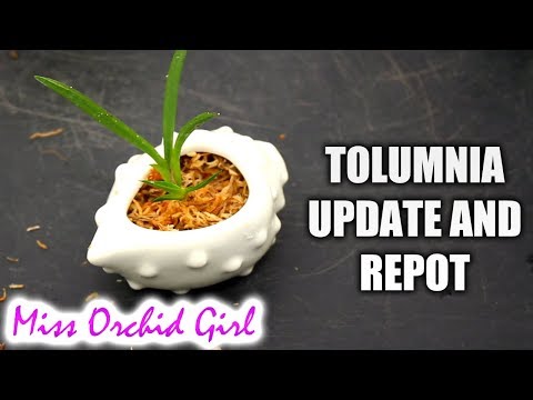 Tolumnia Orchids update - Saving rootless Tolumnia and display ideas