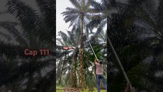 Download lagu Cara Mainkan Galah Panen Sawit Pokok Tinggi 15 Meter! mp3 Download lagu Cara Mainkan Galah Panen Sawit Pokok Tinggi 15 Meter! mp3