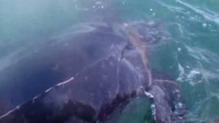 preview picture of video 'Leatherback Sea Turtle Rescue'