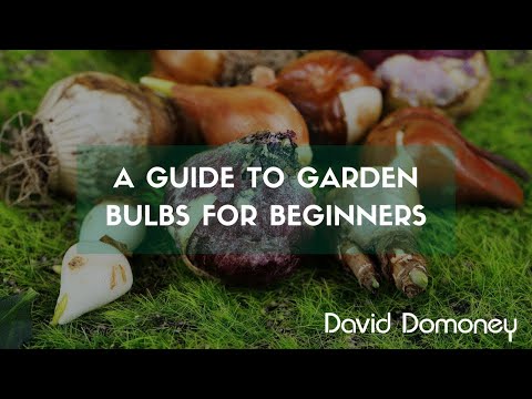 , title : 'A guide to garden bulbs for beginners'
