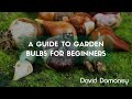 A guide to garden bulbs for beginners