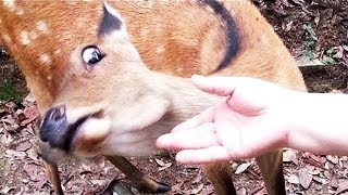 Я РЖАЛ ПОЛ ЧАСА / СМЕШНЫЕ ЖИВОТНЫЕ , КОТЫ СОБАКИ И ДРУГИЕ ПРИКОЛЫ