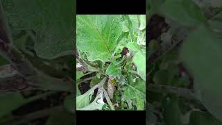 Plot to Plate Parr August 2026