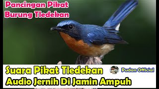 Download lagu SUARA PIKAT - PANCINGAN SUARA PIKAT BURUNG TLEDEKAN SUARA JERNIH DIJAMIN PALING AMPUH mp3