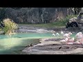 Ankole Cattle Obscure Herd Of Elephants Greater Flamingos Animal Kingdom 12 7 2021