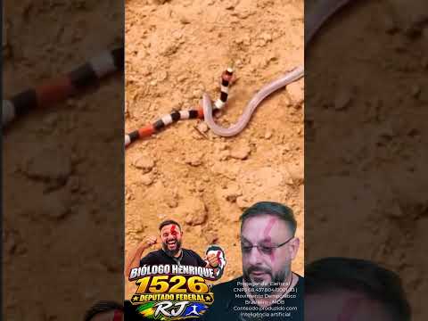 Cobra-coral verdadeira predando cobra anfisbena em Euclides da Cunha BA #biologohenrique #biologo