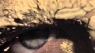 Euphoric - Do You Like 1994