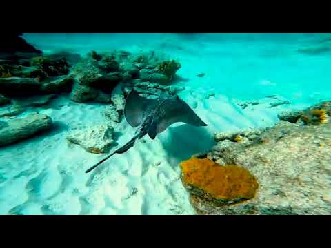 This is Bonaire Boat Rental!!