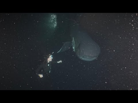 Swimming with a megamouth shark