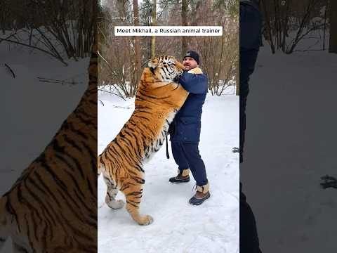 Man’s lifelong journey raising a tiger who becomes his friend #shorts