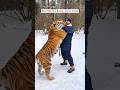 Man’s lifelong journey raising a tiger who becomes his friend #shorts