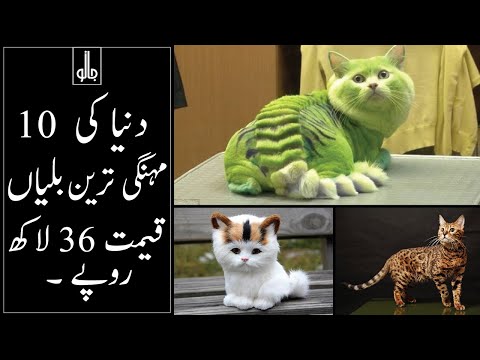 10 Most Expensive Cat Breeds In The World | Duniya Ki 10 Mahengi Billiyan | Urdu/Hindi | JANO TV