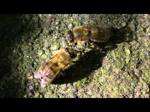 Deformed Wing Virus.