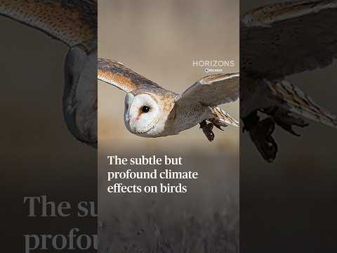 The subtle but profound climate effects on birds