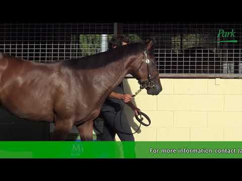 2018 Gold Coast Magic Millions El Roca x Fianl View Colt