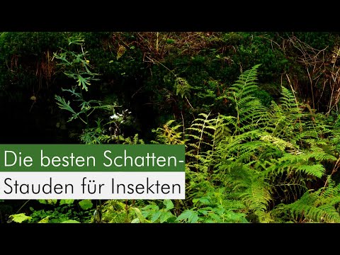 Meine Top 5 Insekten-Pflanzen für den Schatten!