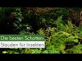Meine Top 5 Insekten Pflanzen Für Den Schatten