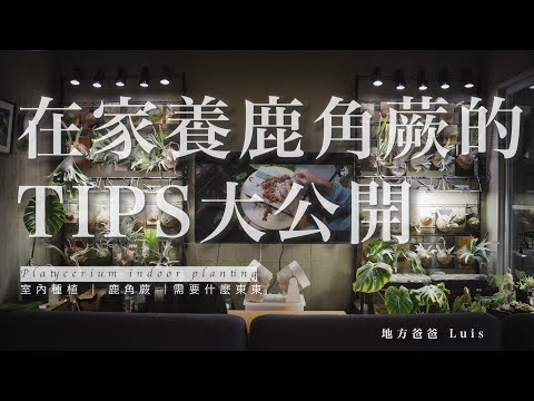 鹿角蕨室內風水