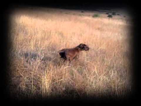 CAZA de CODORNIZ. Ying «Vintage» (XVI) – bonviedro.com