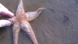 preview picture of video 'Godwits and starfish at Hunstanton'