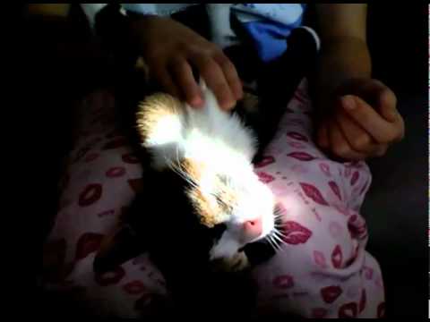 CATS: Amala falls asleep - Amala nukahtaa