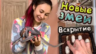 НОВЫЕ ЗМЕИ / Вскрываем яйцо Капского напильника