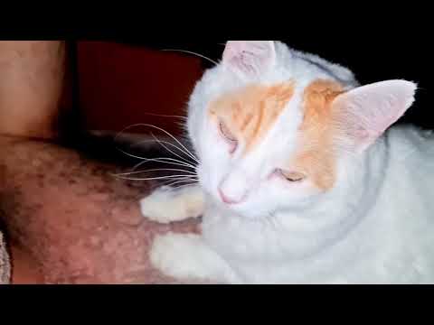 Bola e Juvencio: Os folgatos!