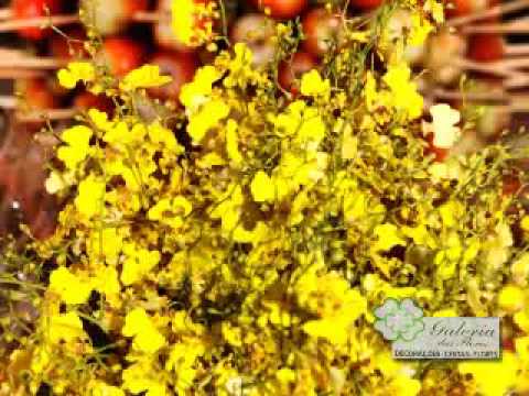 Programa Neusa Bighetti exibido no dia 09/08/2009 - Galeria das Flores