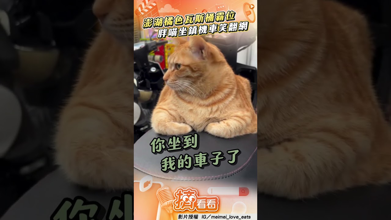 影音/澎湖「橘色瓦斯桶」霸位不走 胖喵坐鎮機車笑翻網
