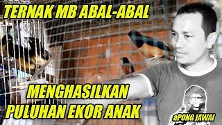 Download lagu DUNIA HOBI : Ternak Murai Batu Abal-Abal Taunya Sudah Dapat Puluhan Ekor Anak mp3 Download lagu DUNIA HOBI : Ternak Murai Batu Abal-Abal Taunya Sudah Dapat Puluhan Ekor Anak mp3