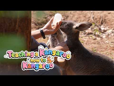 Teaching a kangaroo how to kangaroo