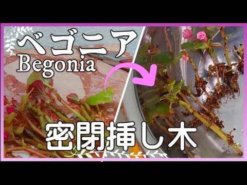 園芸 ベゴニアの葉挿しのやり方は?