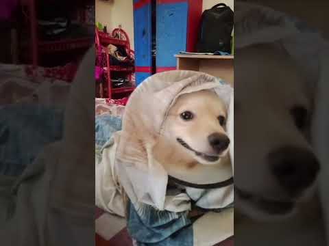 Ami na khub bristy te voi pai🥺jdi amr mto tomrao pao cmnt e snd 💙kro 🐶#coco#petlover #cutedog #love