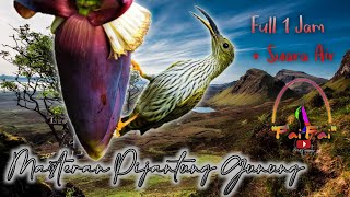Download lagu Masteran pijantung gunung gacor tembakan rapat durasi panjang Suara terapi air mp3 Download lagu Masteran pijantung gunung gacor tembakan rapat durasi panjang Suara terapi air mp3