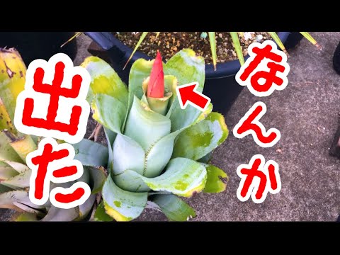 園芸 エクメア デル マール