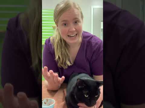 How To Syringe Feed A Cat