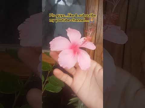 beautiful hibiscus 🌺  #flowers #viral #plantlover #viralshort #hibiscus #gardening #viralshort