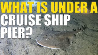 Scuba Diving UNDER A CRUISE SHIP DOCK - Ep 122
