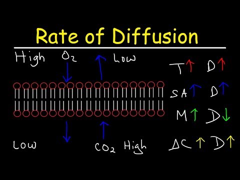 Factors Affecting The Rate of Diffusion Across Cellular Membranes