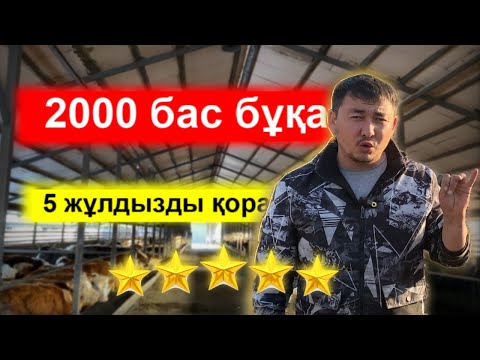 5 жұлдызды бұқа бордақылау қорасы 2000 бас бұқаға арналған 4 sala дробилка