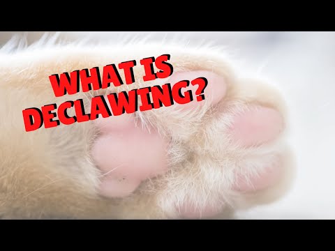Is Declawing A Simple Nail Trim? | Two Crazy Cat Ladies