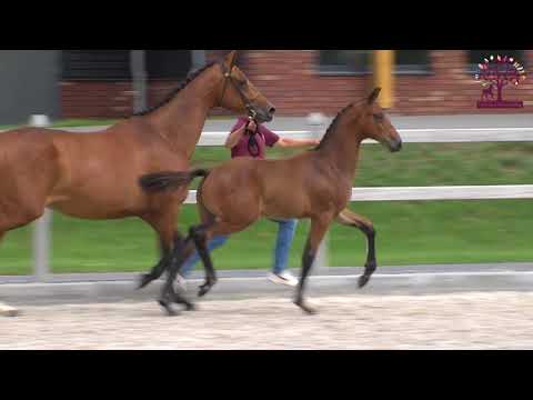 33 Maxim N (Glock's Toto Jr  x Glock’s Johnson)