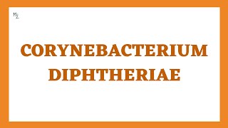 Corynebacterium diphtheriae (diphtheria): Morphology, Pathogenesis, Clinical Findings, Treatment