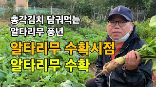 알타리무 수확하기 / 알타리무 수확시점 & 수확시기 / 총각김치 담궈먹는 알타리무 / 알타리무 풍년 / 무농…