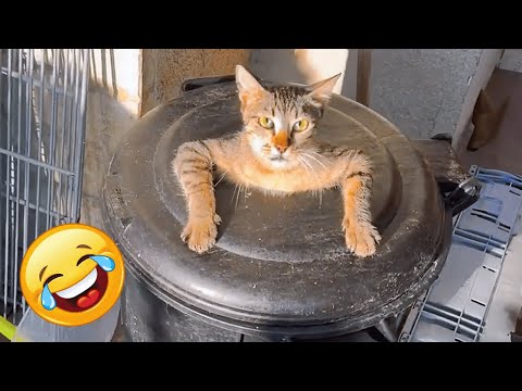 CATS will make you LAUGH YOUR HEAD OFF - Funny CAT compilation